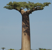 Baobab solitaire.(Photo : Agnès Rougier/ RFI)