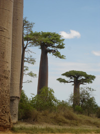 Baobabs <em>grandidieri</em>.(Photo : Agnès Rougier/ RFI)