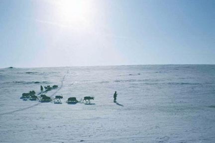 Conducteurs et convoi d'attelages de rennes au cours de la migration de printemps. (Photo : Laboratoire Musée d'ethnographie de Bordeaux 2)