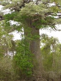 Le baobab dans son biotope originel, ici en forêt de Kirindy.(Photo : Agnès Rougier/ RFI)