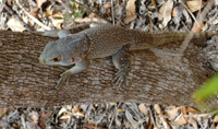 Forêt de Kirindy : Gros lézard ou petit iguane ? Voici un magnifique représentant des 300 espèces de reptiles endémiques à Madagascar.
(Photo : Agnès Rougier/ RFI)