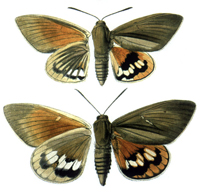 Papillon <em>Paysandisia archon</em> ravageur des palmiers.Domaine public