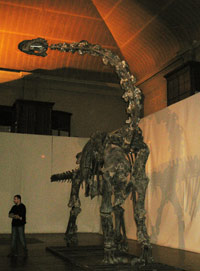 Didier Berthet au pied du squelette du dinosaure Camarasaurus(Photo : Dominique Raizon/ RFI)