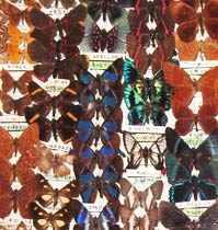 Planche d' entomologie(Photo : Dominique Raizon / RFI)
