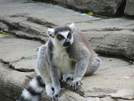  Lemur catta - Louisville Zoo, USA.(Photo : <a href="http://commons.wikimedia.org/wiki/User:Ltshears" target="_blank">domaine public</a>)