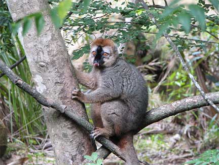  Lémurien: Eulemur Rufus, parc de l'Isalo, Madagascar.(Photo : Bernard Gagnon/ sous <em>GNU Free Documentation license</em>)