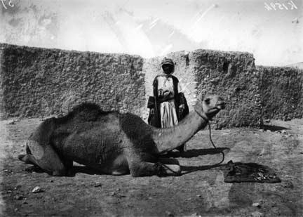 Chameau nourri de dattes et de poissons séchés au Yémen, Hermann Burchardt (1904).(DR)