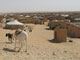 Les camps de réfugiés à l’extrême sud-ouest de l’Algérie, portent le nom des grandes villes du Sahara occidental. Ici dans le camp de Smara vivent plus de 30 000 personnes selon les autorités sahraouies. Au fil des années, de petites pièces en brique artisanale ont fait leur apparition autour des guitounes vertes, les tentes du haut commissariat aux réfugiés. Sur ce territoire désertique, le climat est rude, pour les hommes comme pour le bétail. Il n’y a aucun pâturage à la ronde.(Photo : M.P. Olphand)