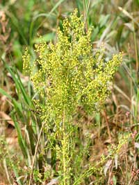 Artemisia annua (Photo : Kristian Peters/Creative commons)