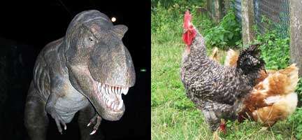 Un étrange dinosaure incite à repenser la façon dont les oiseaux