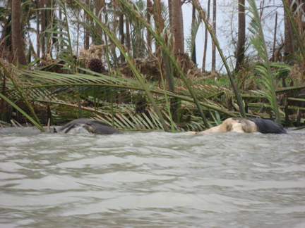 Cadavre et buffles gonflés par l'eau boueuse.(Photo : Luc Auberger)