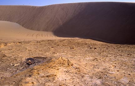 Pied de dune.© P.Duringer - MPFT/CNRS-ULPS