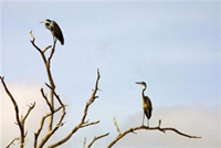 Les oiseaux sont des réservoirs naturels des virus du Nil occidental et de l'influenza aviaire.(Photo : AFP)