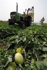 Le président Wade, qui a critiqué la FAO, a déclenché un programme d'autosuffisance alimentaire. Des fermiers travaillent dans un champ de melons d'une ferme expérimentale à Djilakh, à 80 km au sud de Dakar, le 28 avril 2008. (Photo : AFP)
