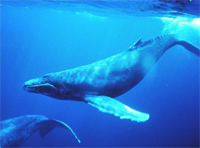 Une baleine à bosse pèse en moyenne 25 tonnes à l'âge adulte.(Domaine public)