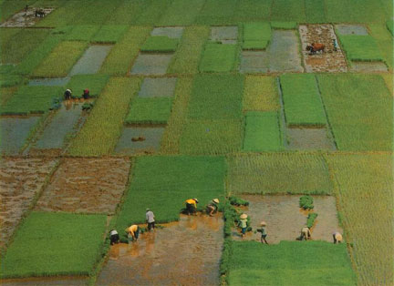 Le Vietnam prévoit de protéger au moins 3,9 millions d'hectares de rizières pour assurer sa sécurité alimentaire.(Source: Wikipedia)