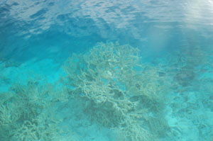 Coraux du PacifiqueCrédit photo A.Cassim