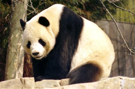 Les Tibétains appellent le panda le « chat-ours ».(Domaine public)