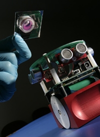 Le robot et son cerveau biologique dans la main d'un chercheur.(Photo : University of Reading - DR)
