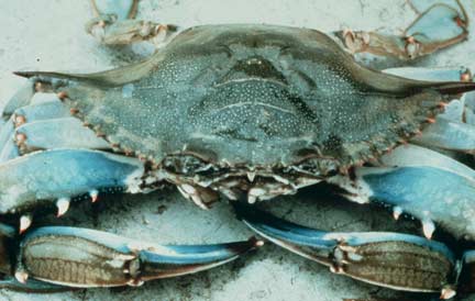 Le crabe bleu du Golfe du Mexique.(Photo : © Courtesy of Virginia Institute of Marine Science)