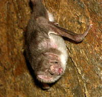 Le vampire est une chauve-souris d'Amérique latine, qui suce le sang des animaux pendant leur sommeil.(Photo : Wikipédia)