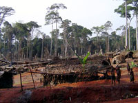 Des pygmées akâs construisent un nouveau campement.(Photo: Carine Frenk/RFI)