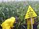 Des militants de Greenpeace dans un champs de maïs OGM.(Photo: AFP)