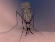 L'anophéle est le&nbsp;vecteur du paludisme. Un nouveau spécimen, a<em>nopheles ovengensis</em>, a été identifié dans le sud du Cameroun.DR