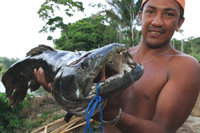Quatre espèces de poissons carnivores, dont l'aïmara (photo), sont responsables de 70% de la contamination au mercure. L'aïmara est l'un des poissons les plus faciles à pêcher.(Photo : Jody Amiet)