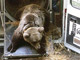 L'ours slovène Melba retrouve la liberté le 6 juin 1996  dans les Pyrénées.(photo : AFP)