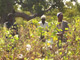 Au-delà du choix des OGM, la filière africaine du coton a du mal à s’en sortir.(Photo: Monique Mas/RFI)