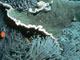 La Grande-Barrière de corail, au nord-est de la côte australienne, le plus grand ensemble corallien au monde, menacé par le réchauffement climatique.(Photo: Unesco)