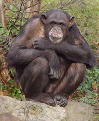 Les primates femelles ont peut-être inventé les premières armes de l'Humanité, selon une étude américaine.(Source : Wikipedia)