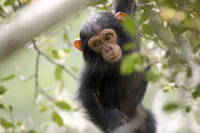 Chimpanzé du  parc national de Kibale en Ouganda.(Photo : Jean-Michel Krief)