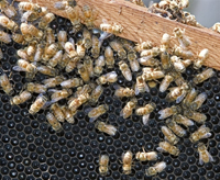 L'abeille est un partenaire essentiel et précieux dans l’équilibre des écosystèmes et la gestion durable de la biodiversité(Photo : AFP)