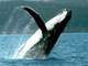 Le spectre de la reprise active de la chasse menace les baleines.(Photo : AFP)