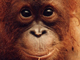 © Orangutan Foundation