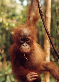 «<em>Ce grand ermite roux des forêts de Bornéo et Sumatra est aujourd'hui en train de mourir.»</em>© Orangutan Foundation