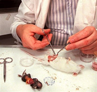 L'équipe de l'Université de Kyoto a inséré dans des cellules de peau de souris un groupe de gènes liés au développement embryonnaire.(Photo : AFP)