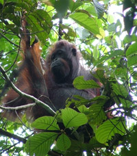 L’ancêtre orang-outan asiatique aurait perfectionné sa locomotion dans la cime des arbres.(Photo : AFP)