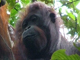 L’ancêtre orang-outan asiatique aurait perfectionné sa locomotion dans la cime des arbres.(Photo : AFP)