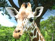 Des girafes africaines aux Philippines.(Photo : Sébastien Farcis/ RFI)