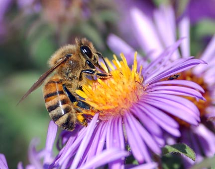 Une abeille domestique européenne (<em>Apis mellifera</em>) prenant sa ration de nectar sur une fleur.(Photo : John Severns) <em>Creative Commons Attribution</em>