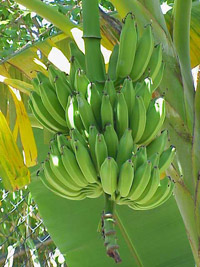 Arbre à bananes.(Photo : GNU Free Documentation License)