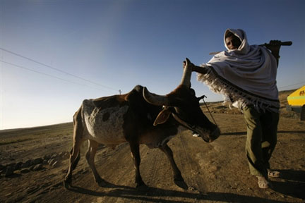 L'une des vaches africaines remplacée par des races d’élevage.(Photo : AFP)