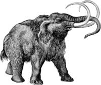 Représentation du mammouth au XIXe siècle.(Illustration : National Parks Service/ Domaine public)