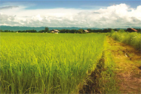 Contre la concentration d'arsenic : des rizières surélevées.© FAO