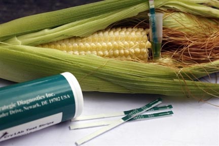 Test, officiellement appelé "Trait Bt1 test kit", qui détecte les protéines Yieldgard-Cry1AB contenu dans diverses variétés du MON810, un maïs génétiquement modifié par la firme Monsanto.(Photo : AFP)