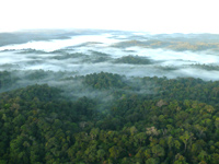 La forêt guyanaise.(Photo : J.M. Hupont)