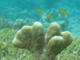 © ARC, center of excellence for coral reef studies.